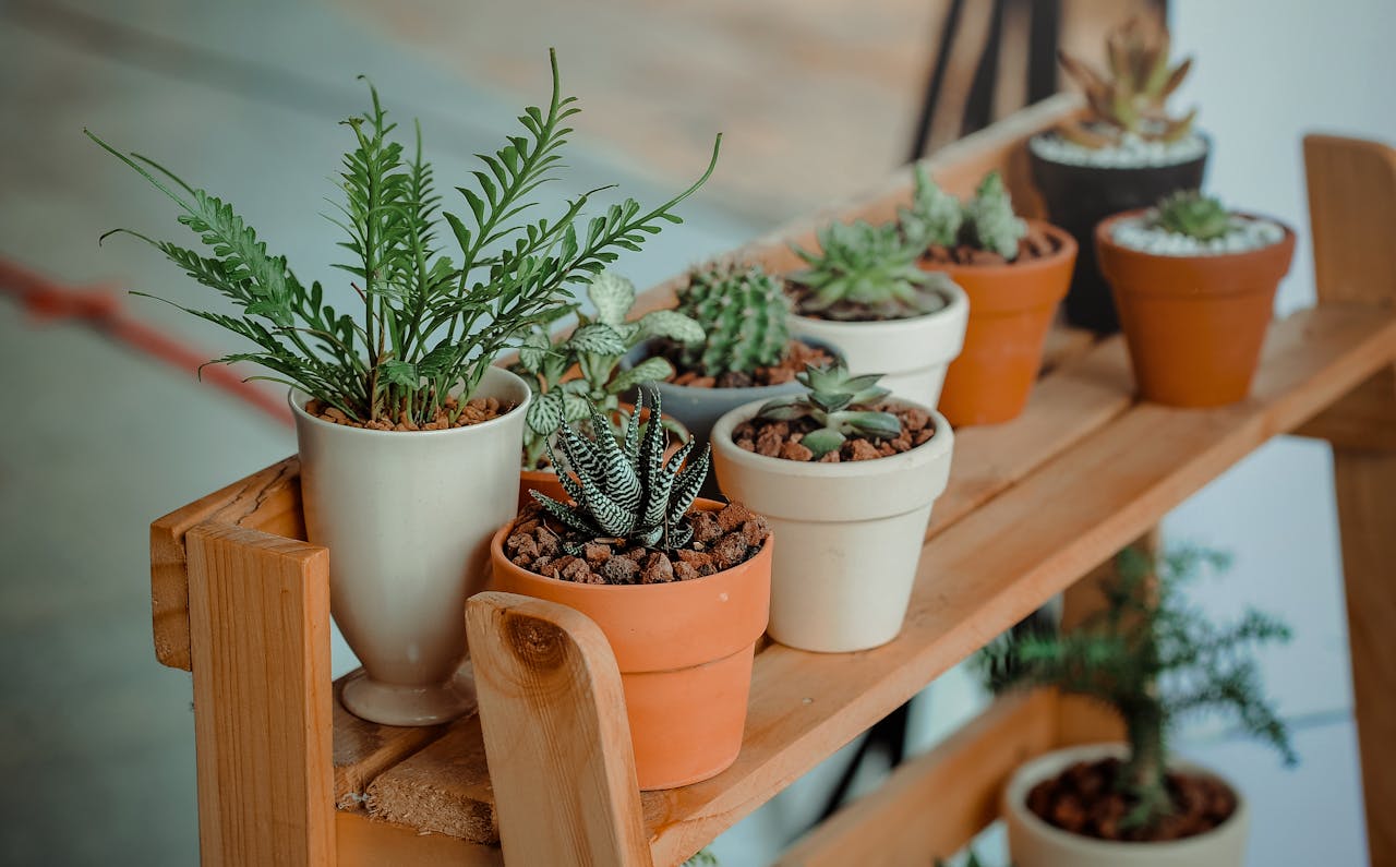 6 Best Low Light Houseplants for Your Home