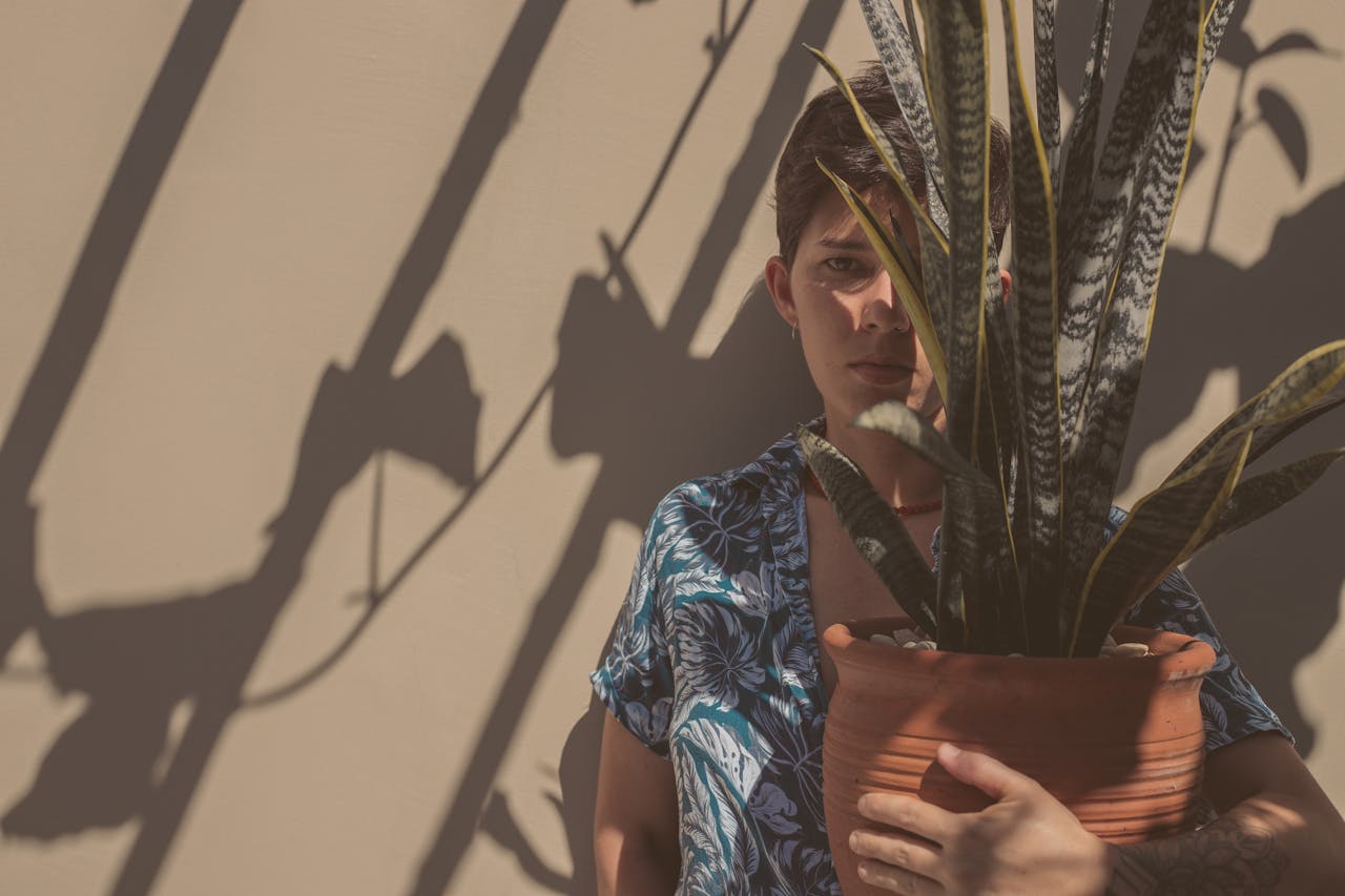 Snake Plants And Humidity