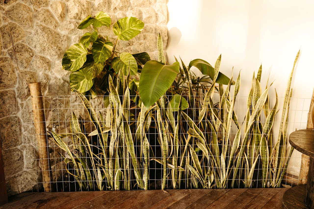 Common Problems With Snake Plants And How To Fix Them