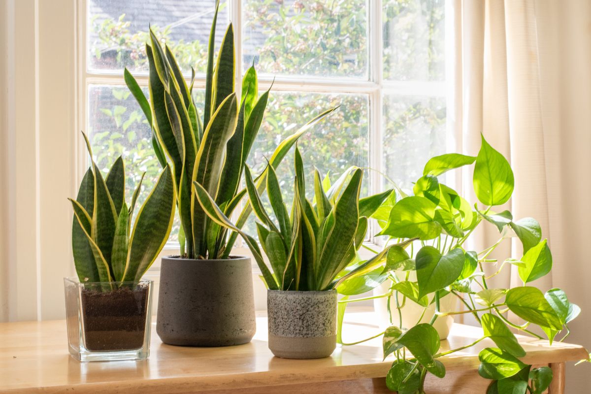 Snake Plants in Extreme Indoor Climates: Can They Handle Constant AC or Heating?