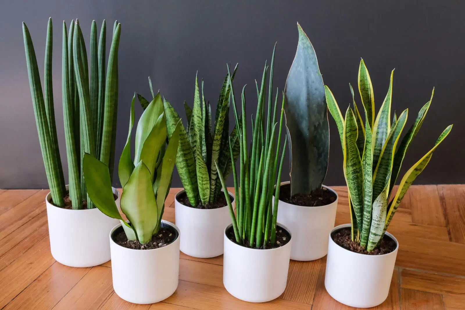 Brown Bands on Snake Plants Leaves: Causes and What to Do