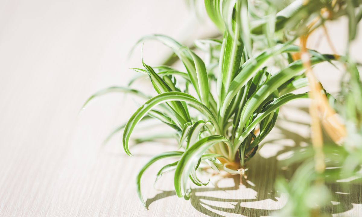 Make Your Spider Plant Bushier: Pruning, Division, and Repot Timing