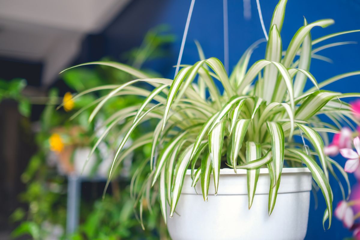 How Spider Plants Became the Ultimate “Wellness Plant” on Social Media