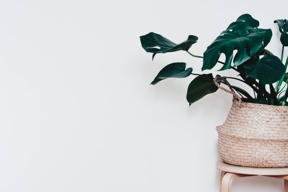 Humidity Hacks for Swiss Cheese Plants: Keeping Leaves Lush Without a