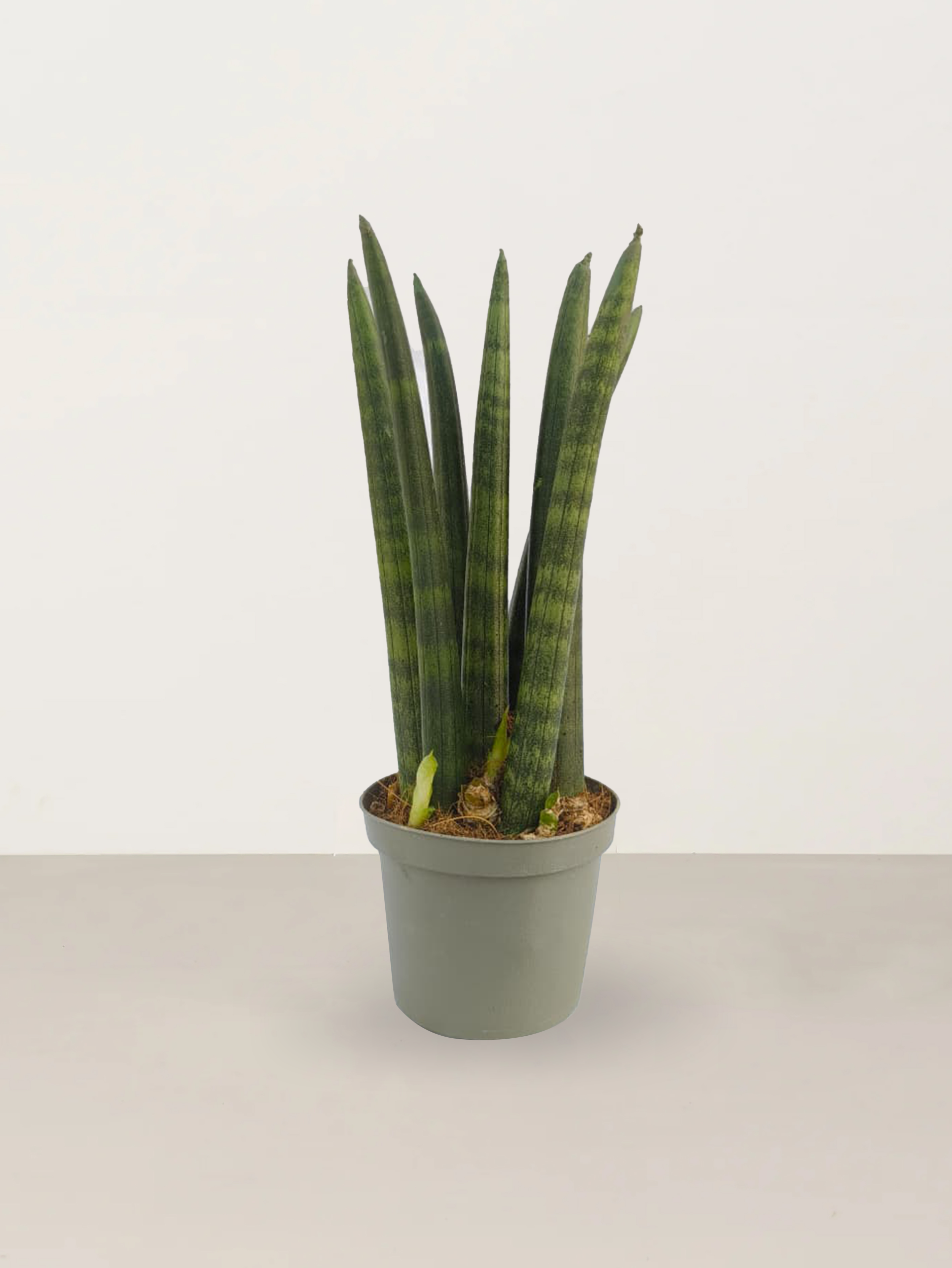 Snake Plant Cylindrica