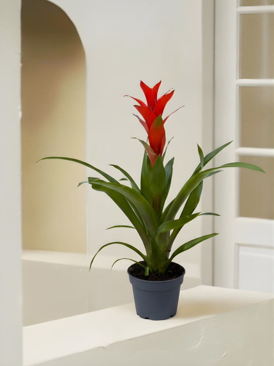Guzmania