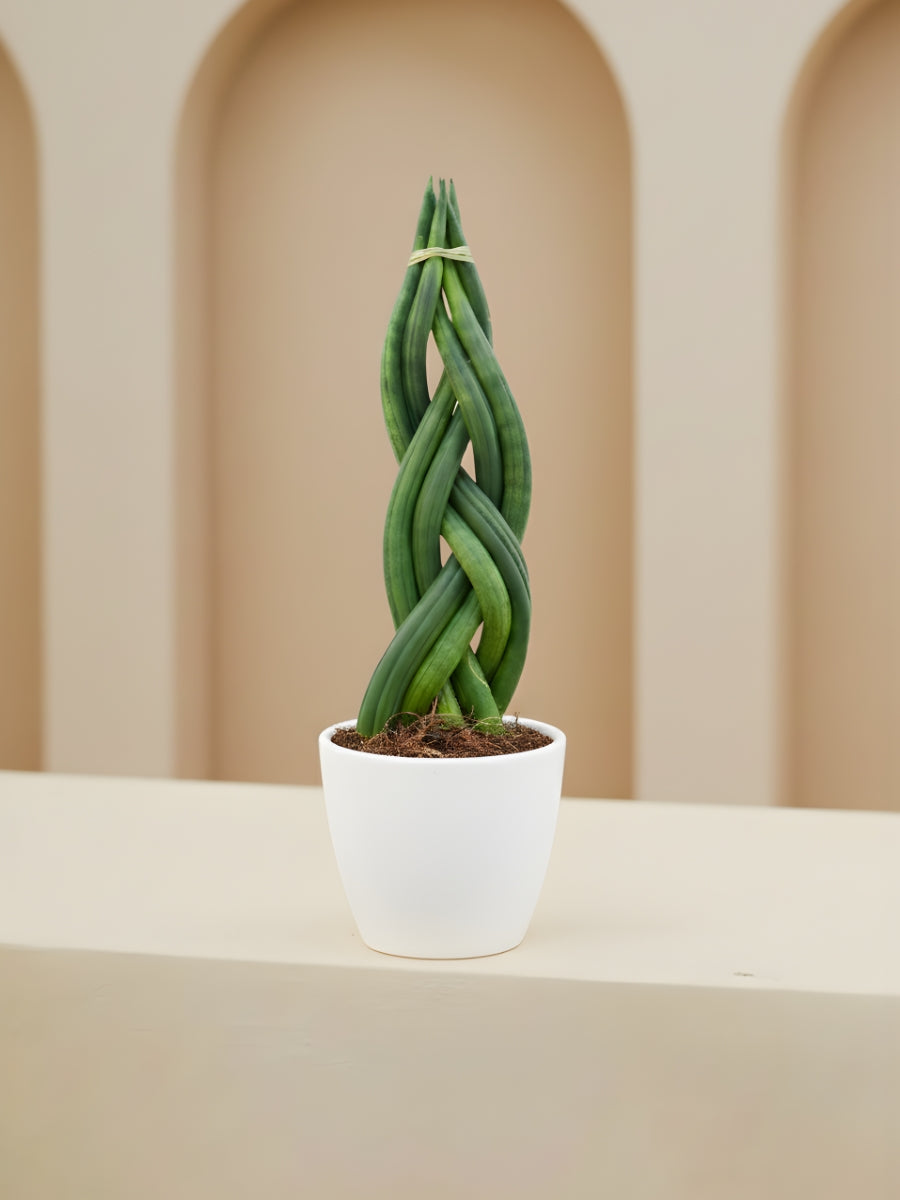 Sansevieria Cylindrica Braid