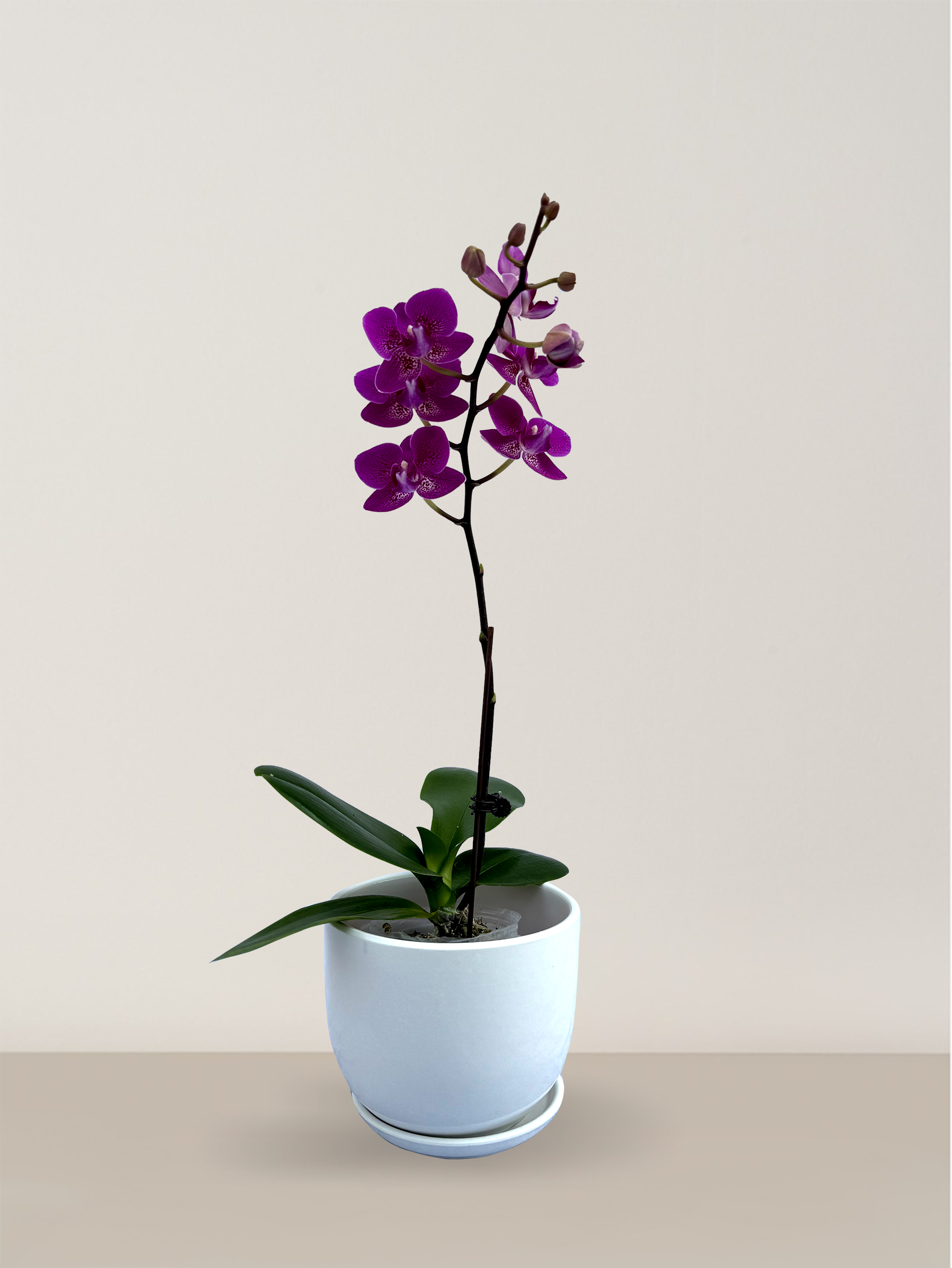Orchid