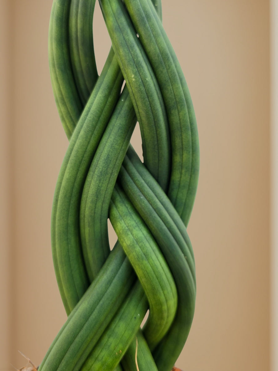 Sansevieria Cylindrica Braid