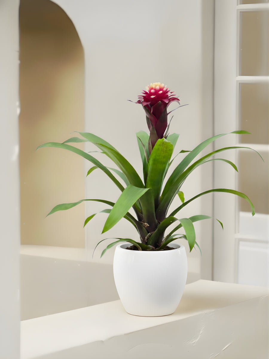 Guzmania Francesca