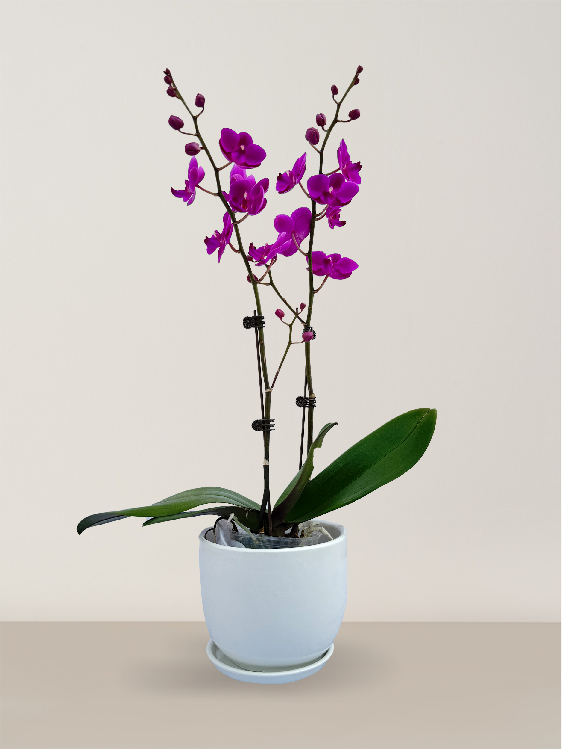 Orchid