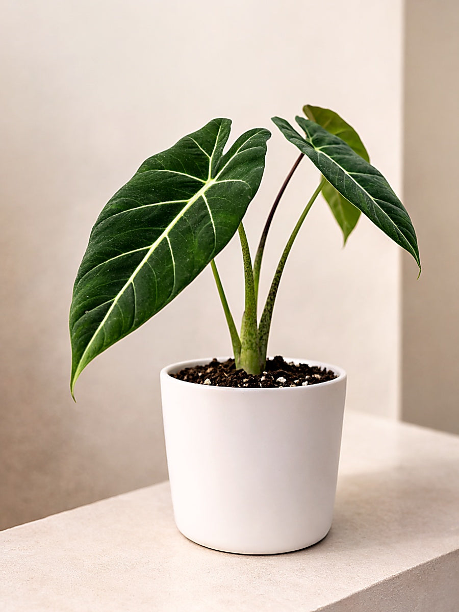 Alocasia Frydek