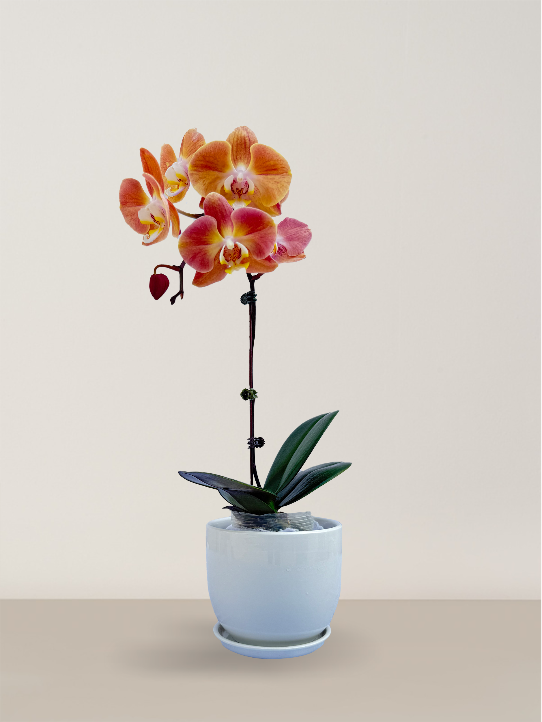 Orchid