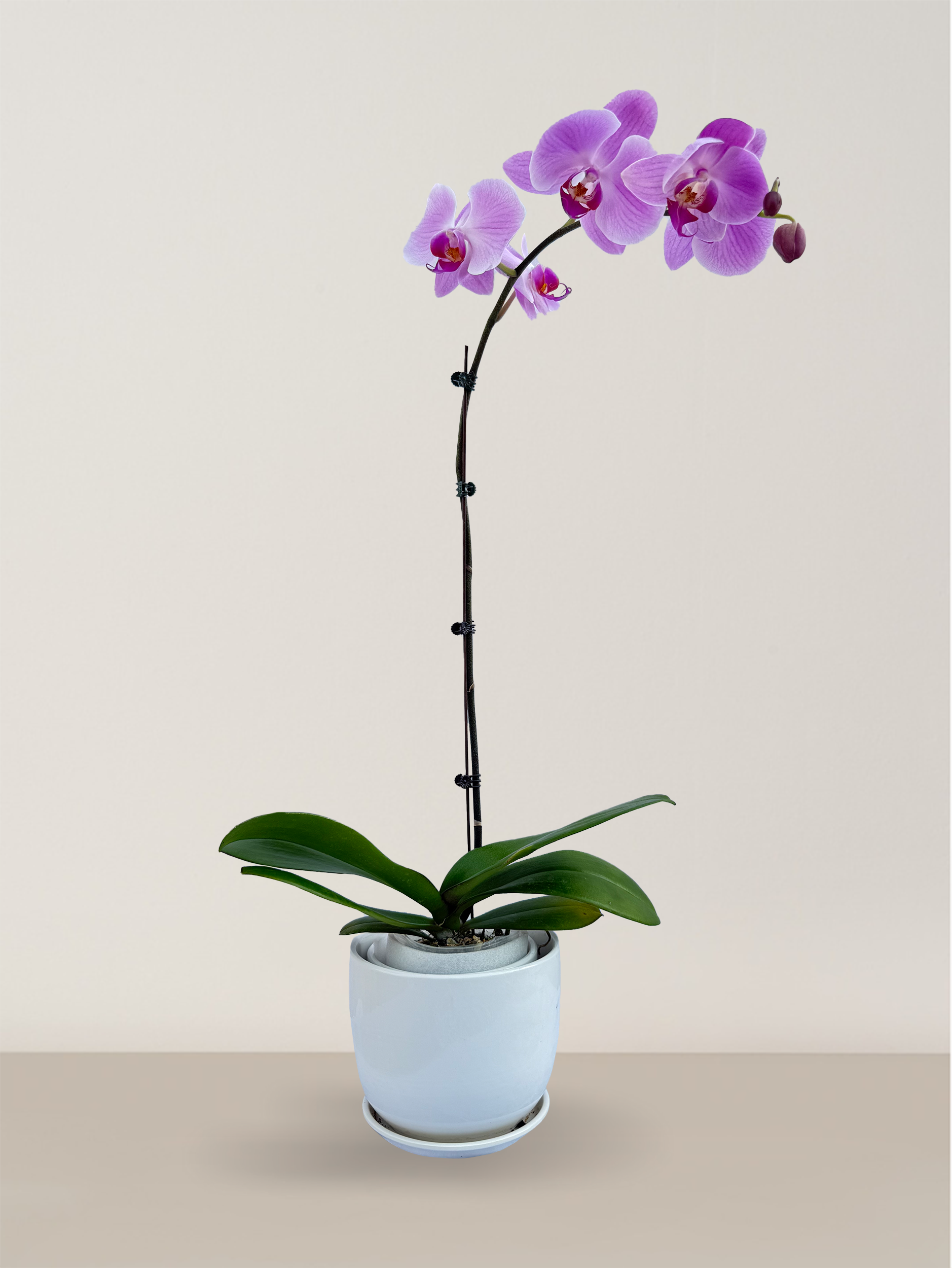 Orchid