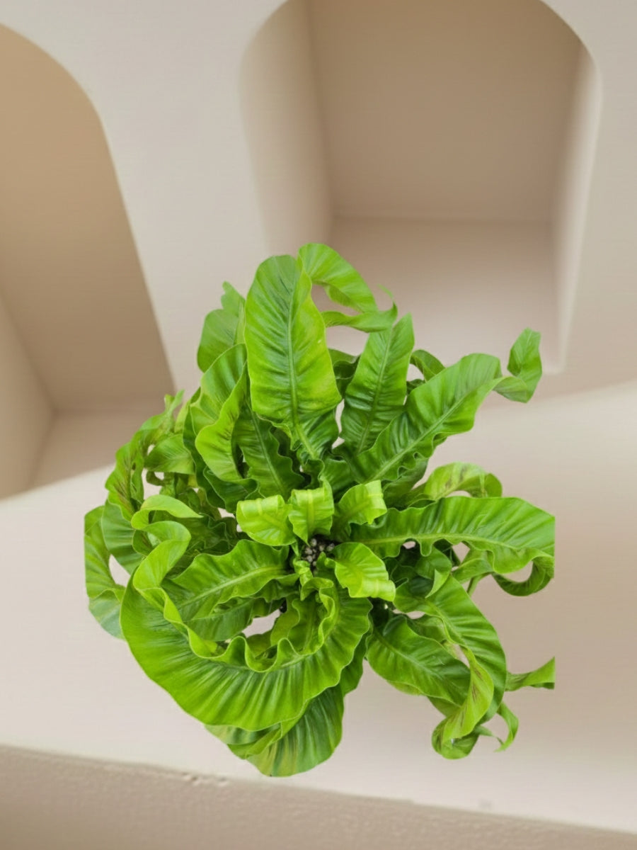 Hurricane Birds Nest Fern