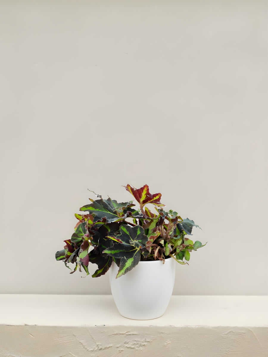 Begonia Rex Lion Dance