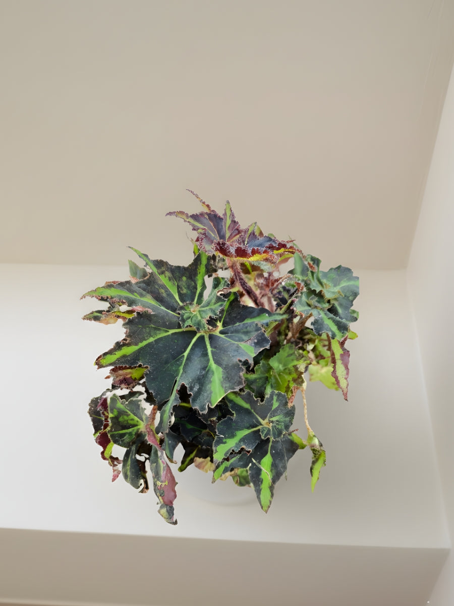 Begonia Rex Lion Dance