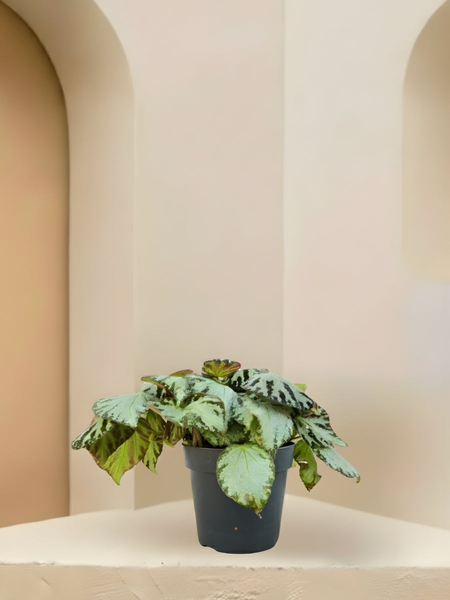 Begonia Rex Silver Jewel