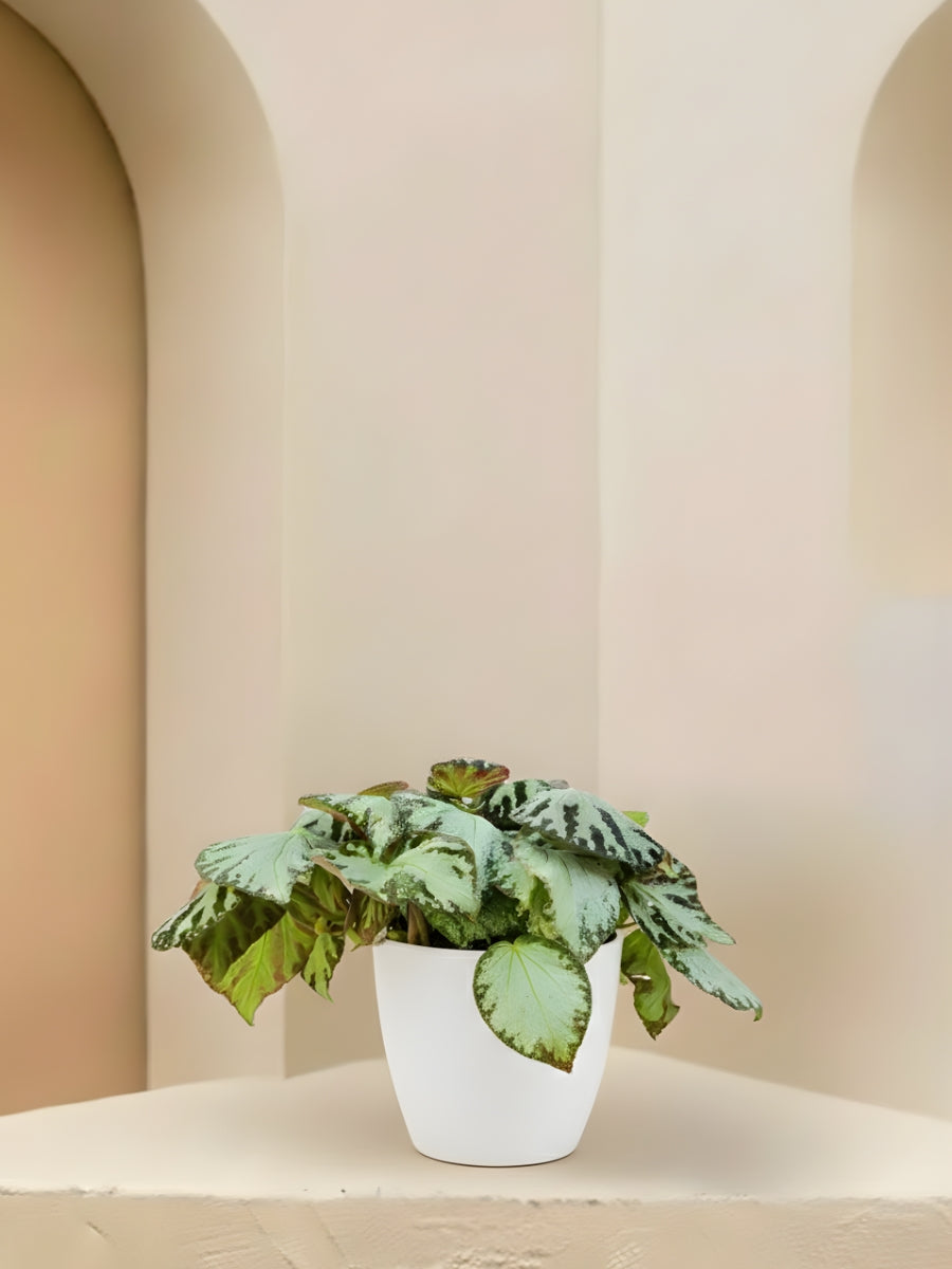 Begonia Rex Silver Jewel