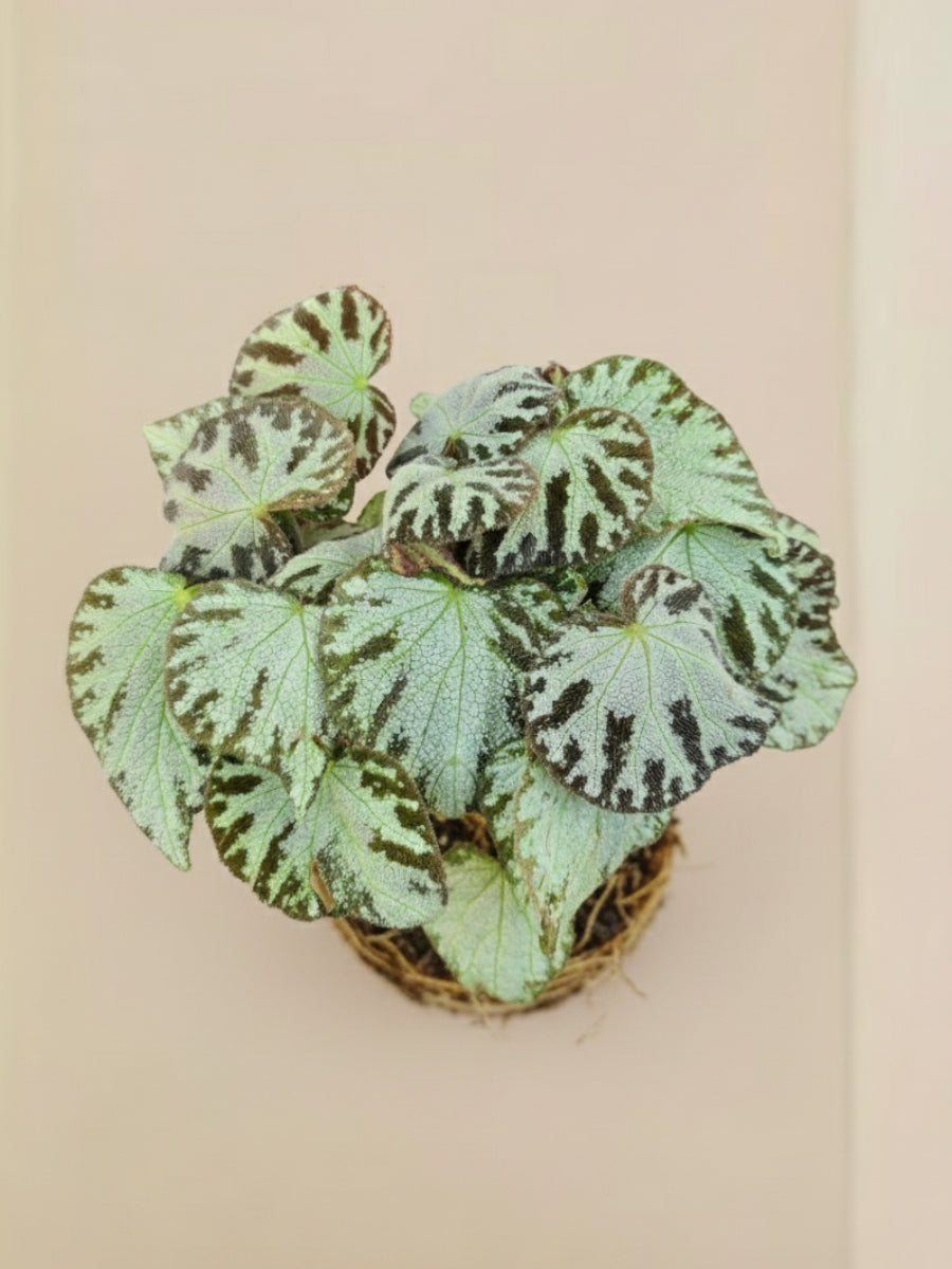 Begonia Rex Silver Jewel