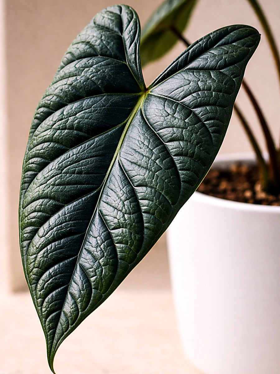 Alocasia Scalprum