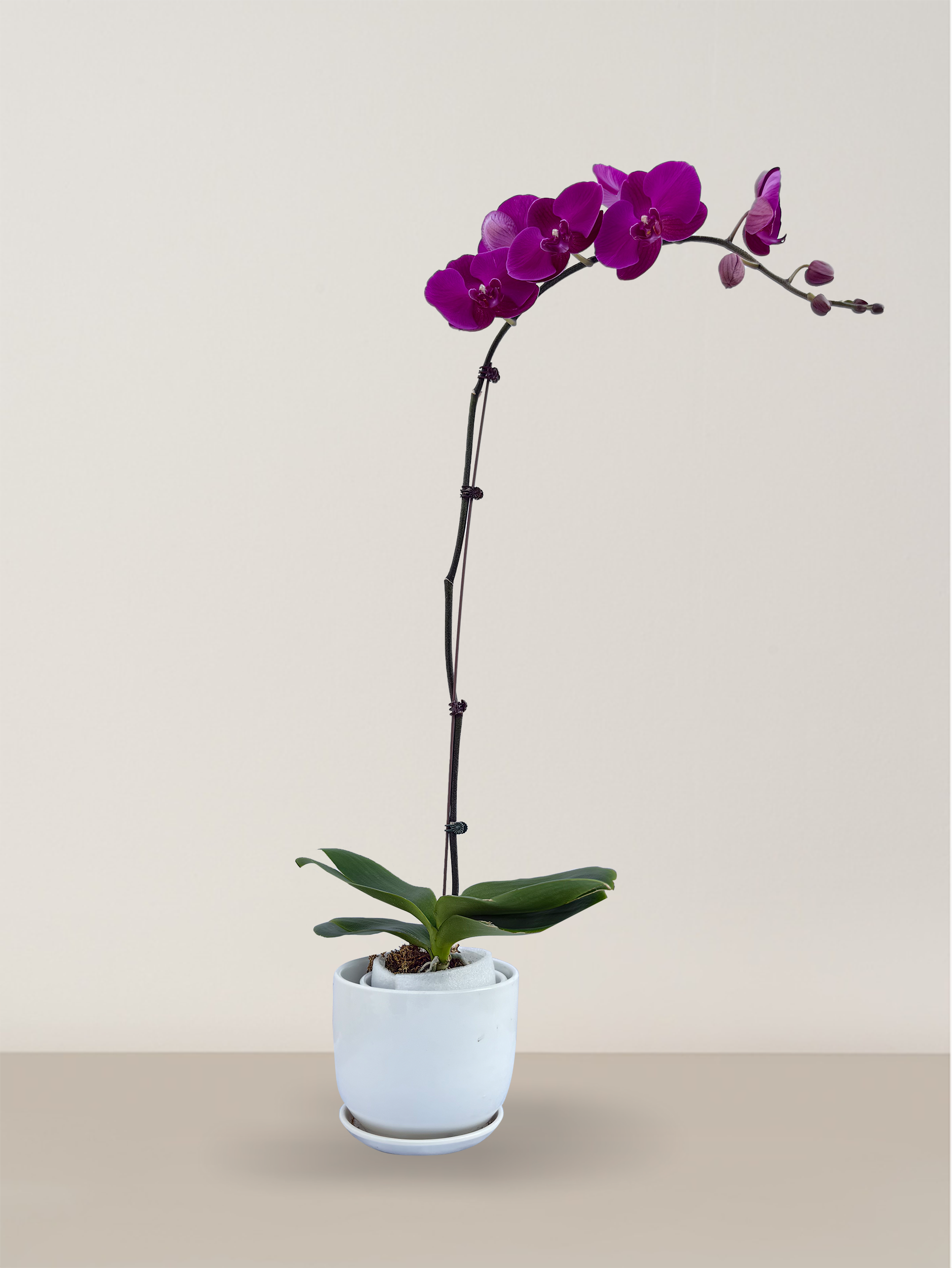 Orchid