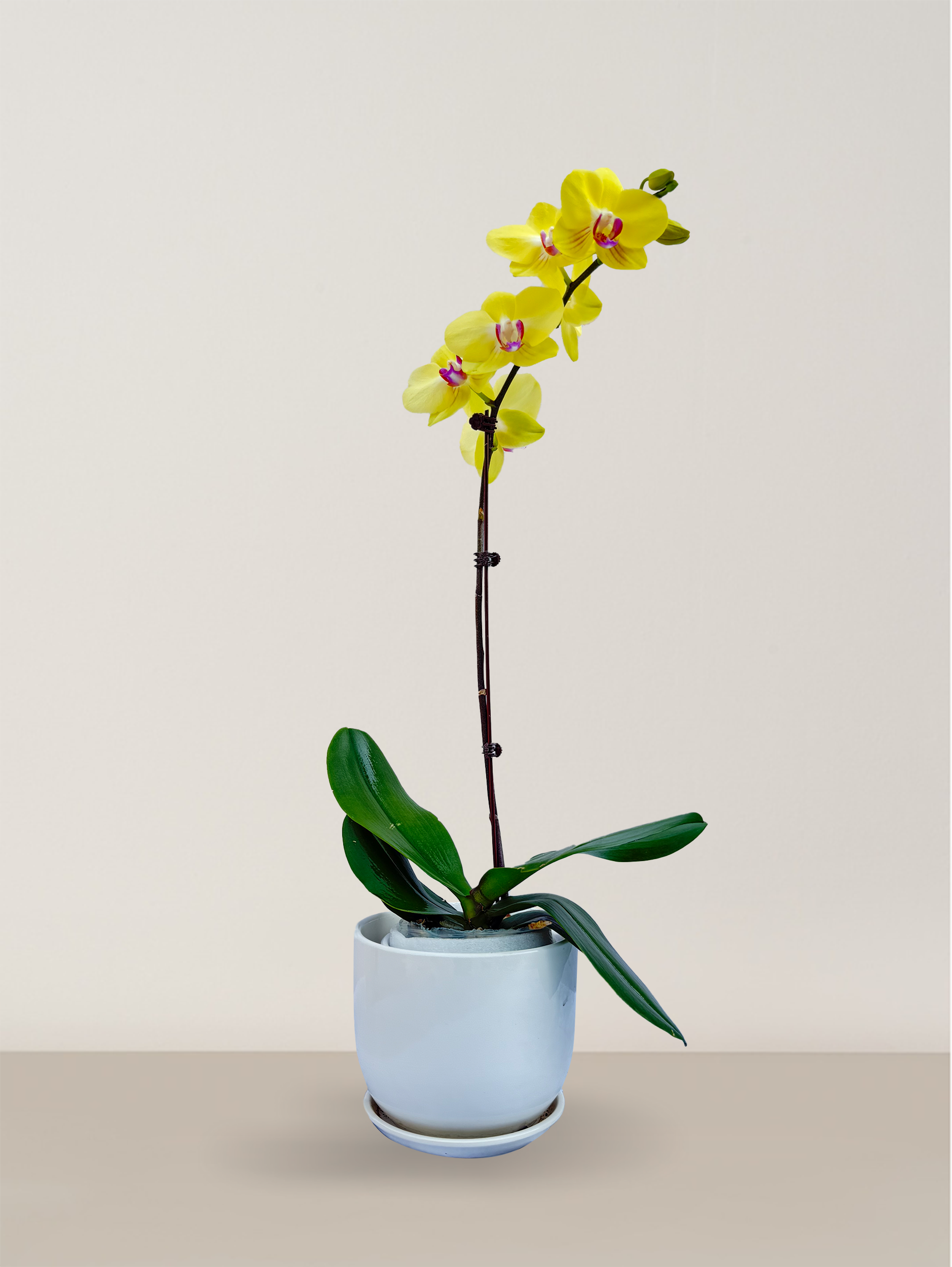 Orchid