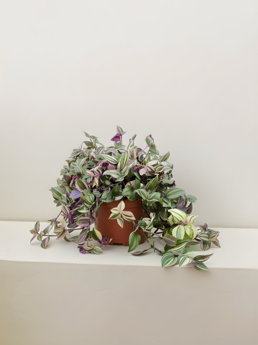 Tradescantia Quadricolor