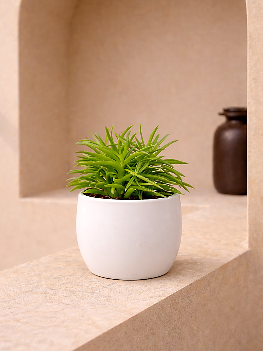 Peperomia Happy Bean