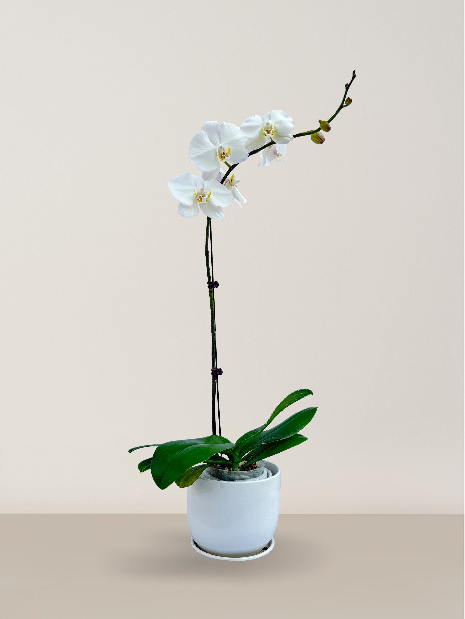 Orchid
