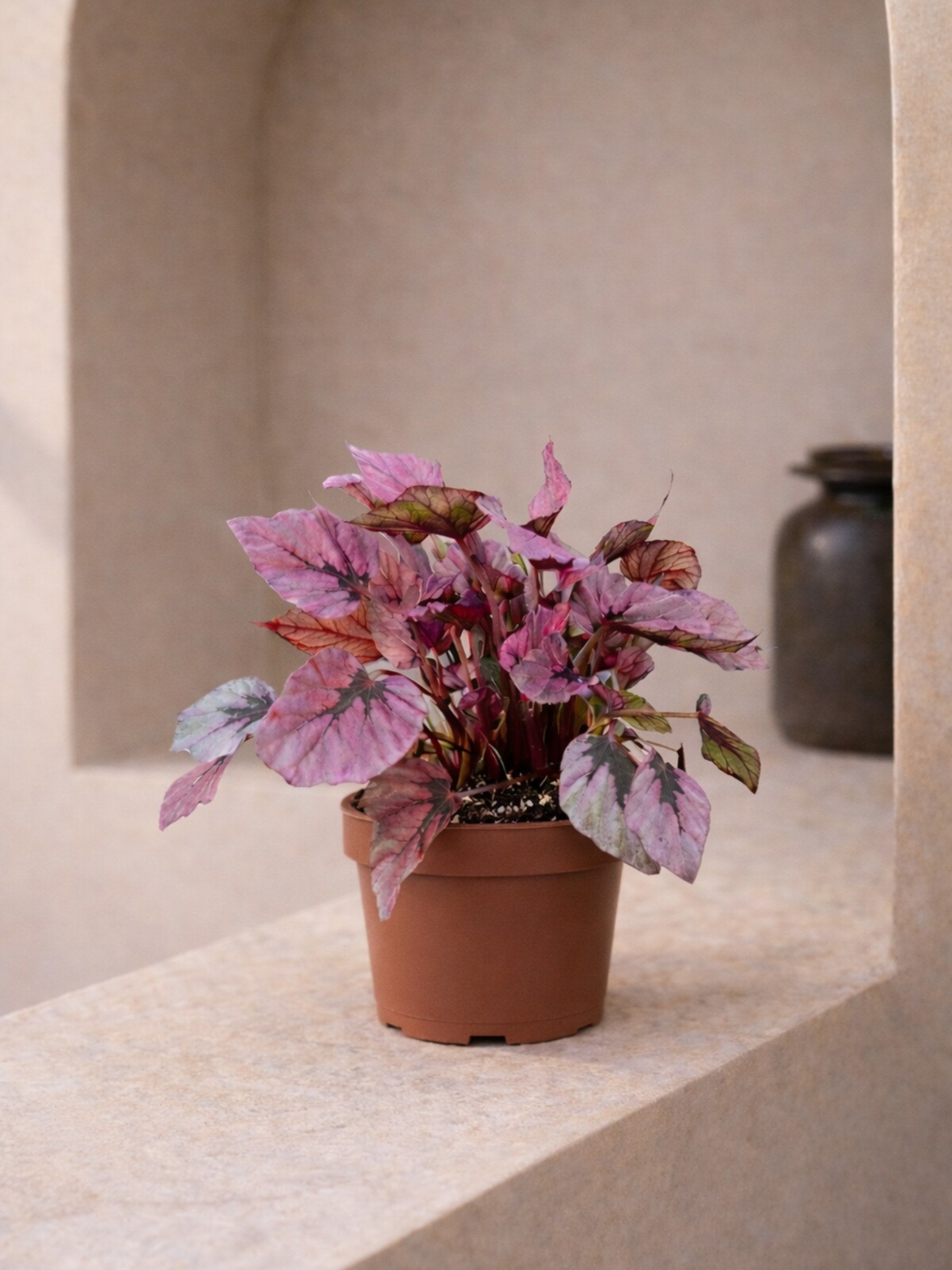 Begonia Indian Summer