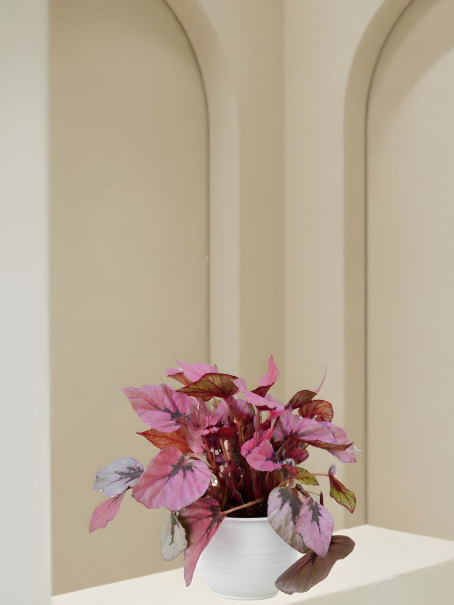 Syngonium Indian Summer