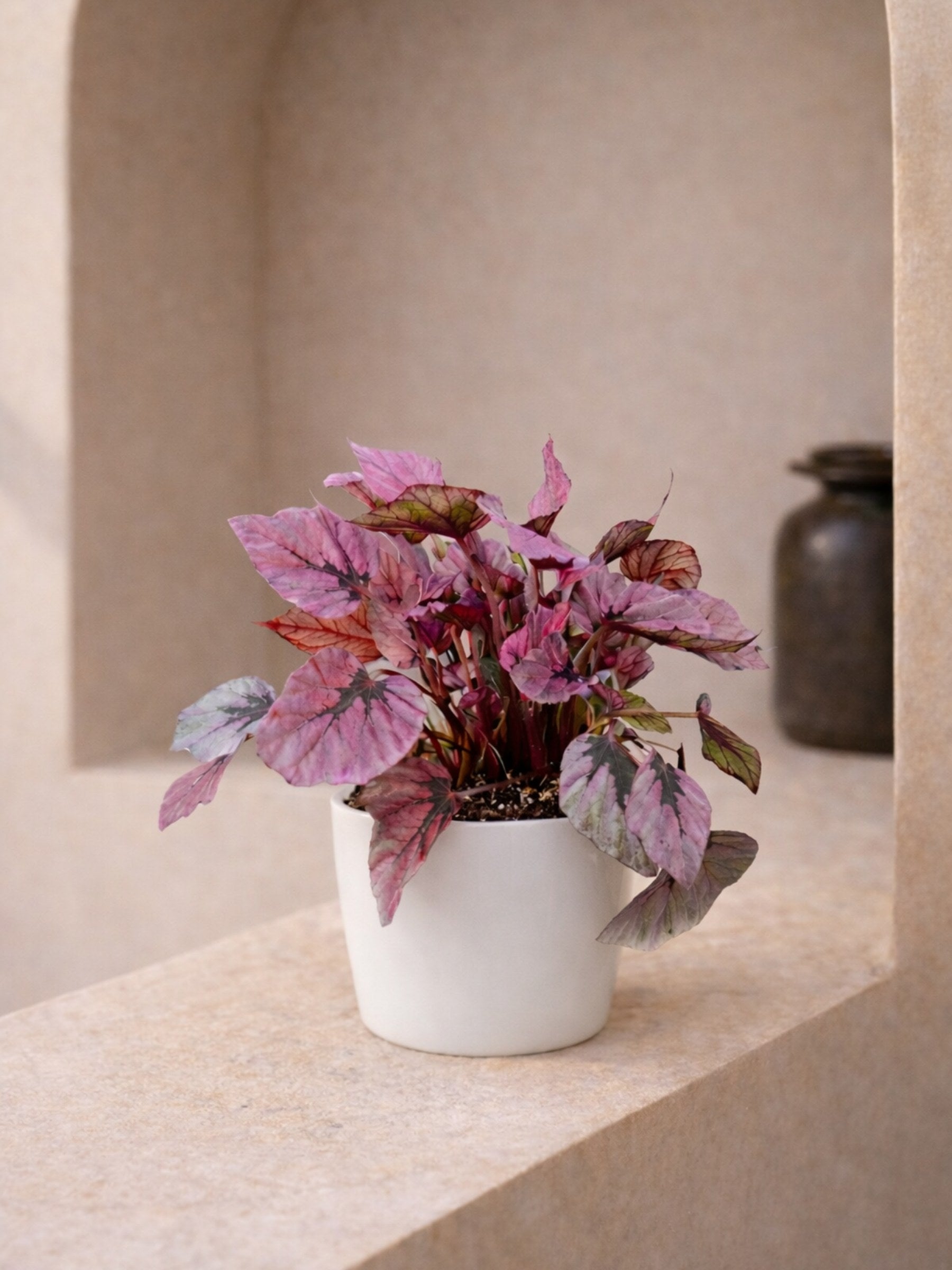 Begonia Indian Summer