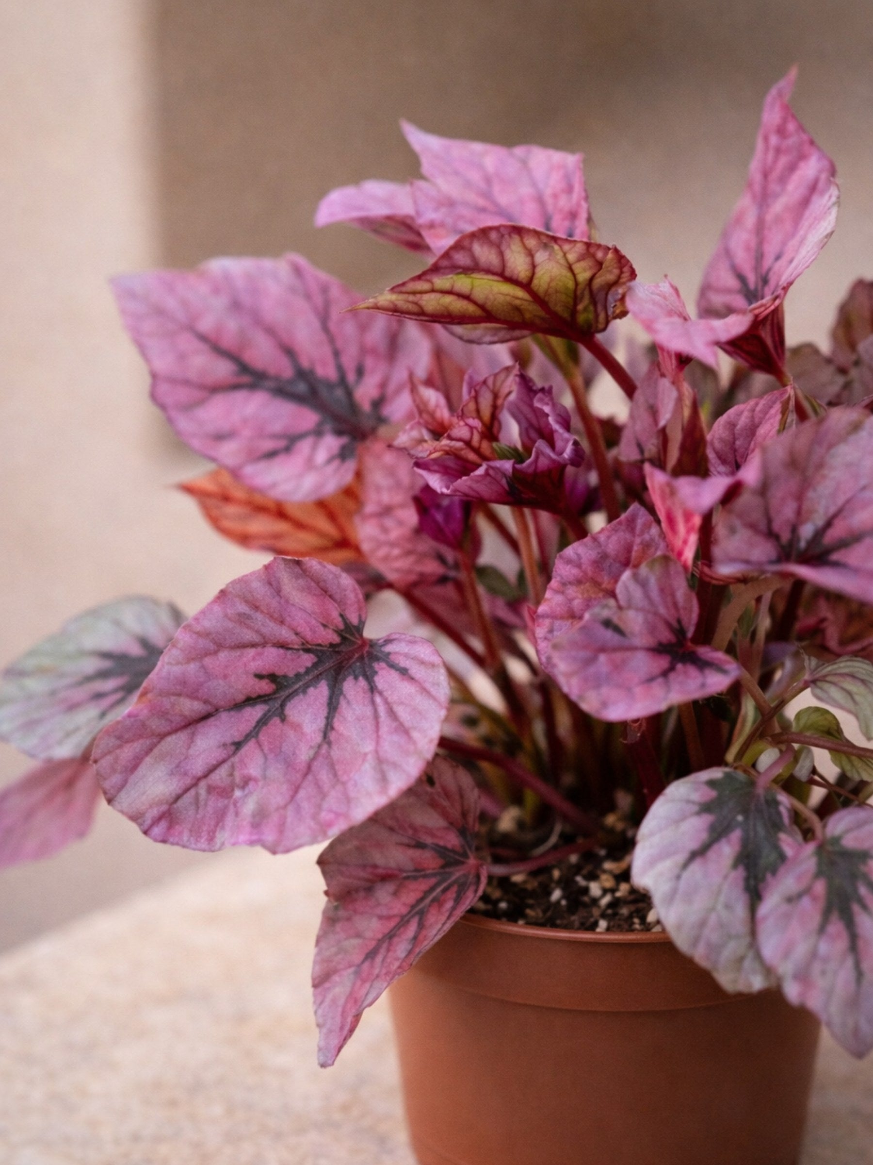 Begonia Indian Summer