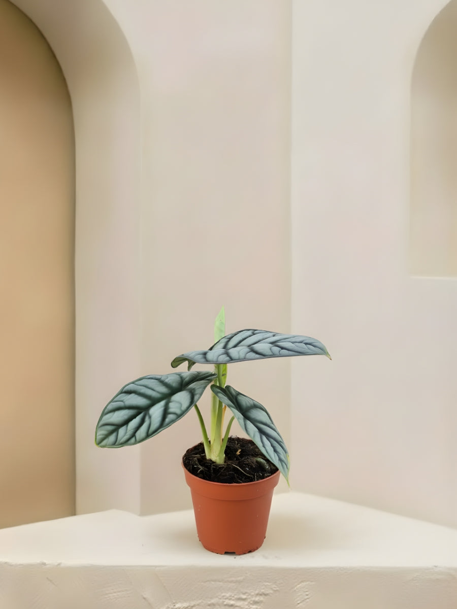Alocasia Silver Dragon