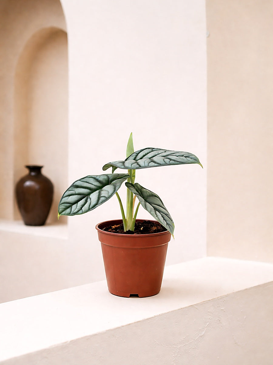 Alocasia Silver Dragon