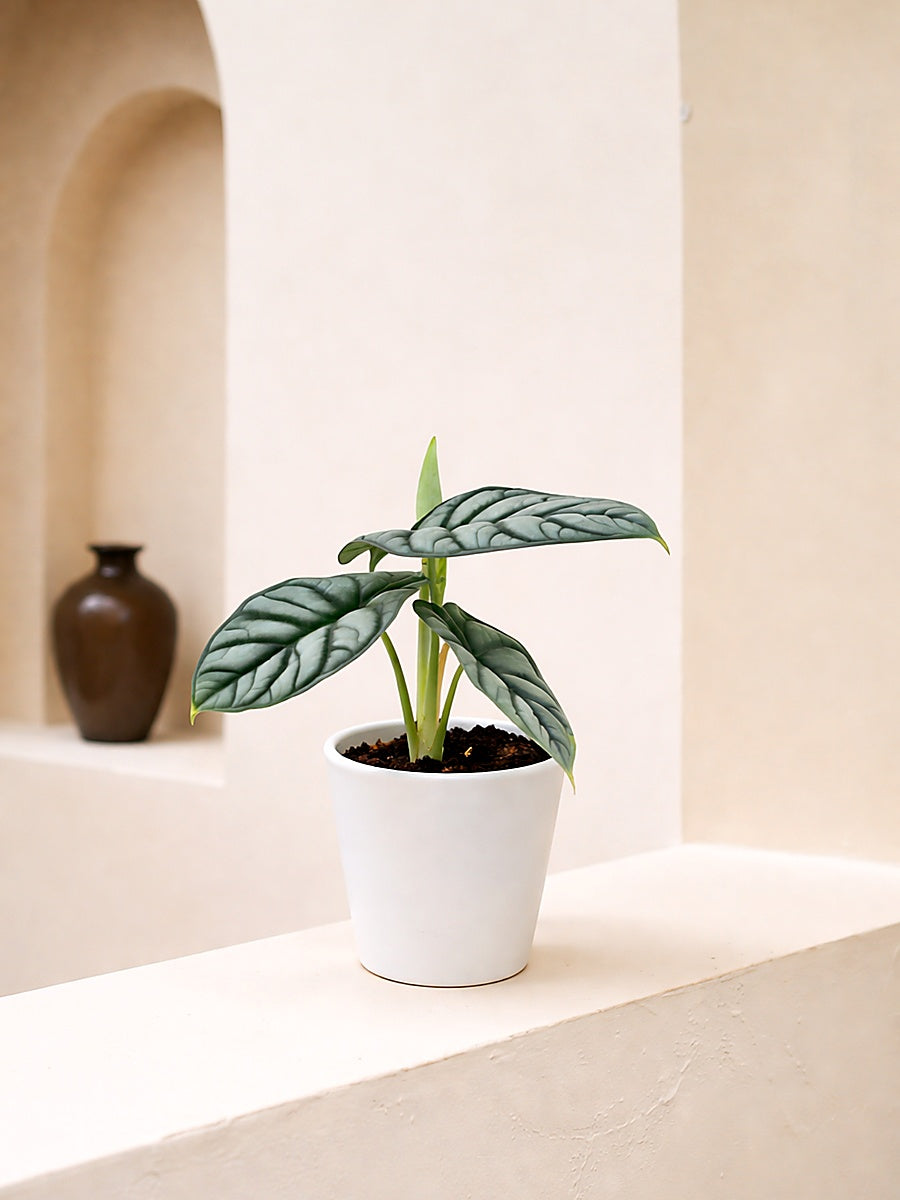 Alocasia Silver Dragon