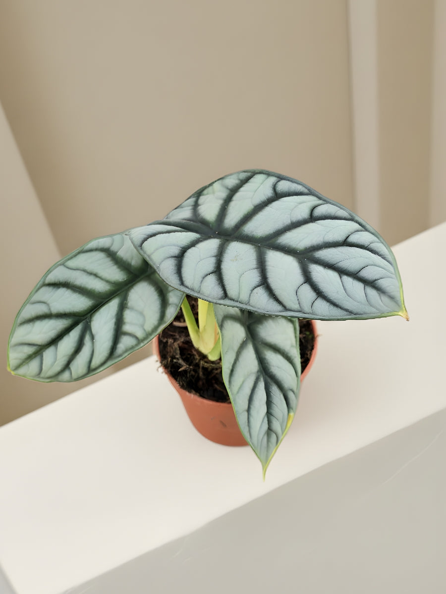 Alocasia Silver Dragon