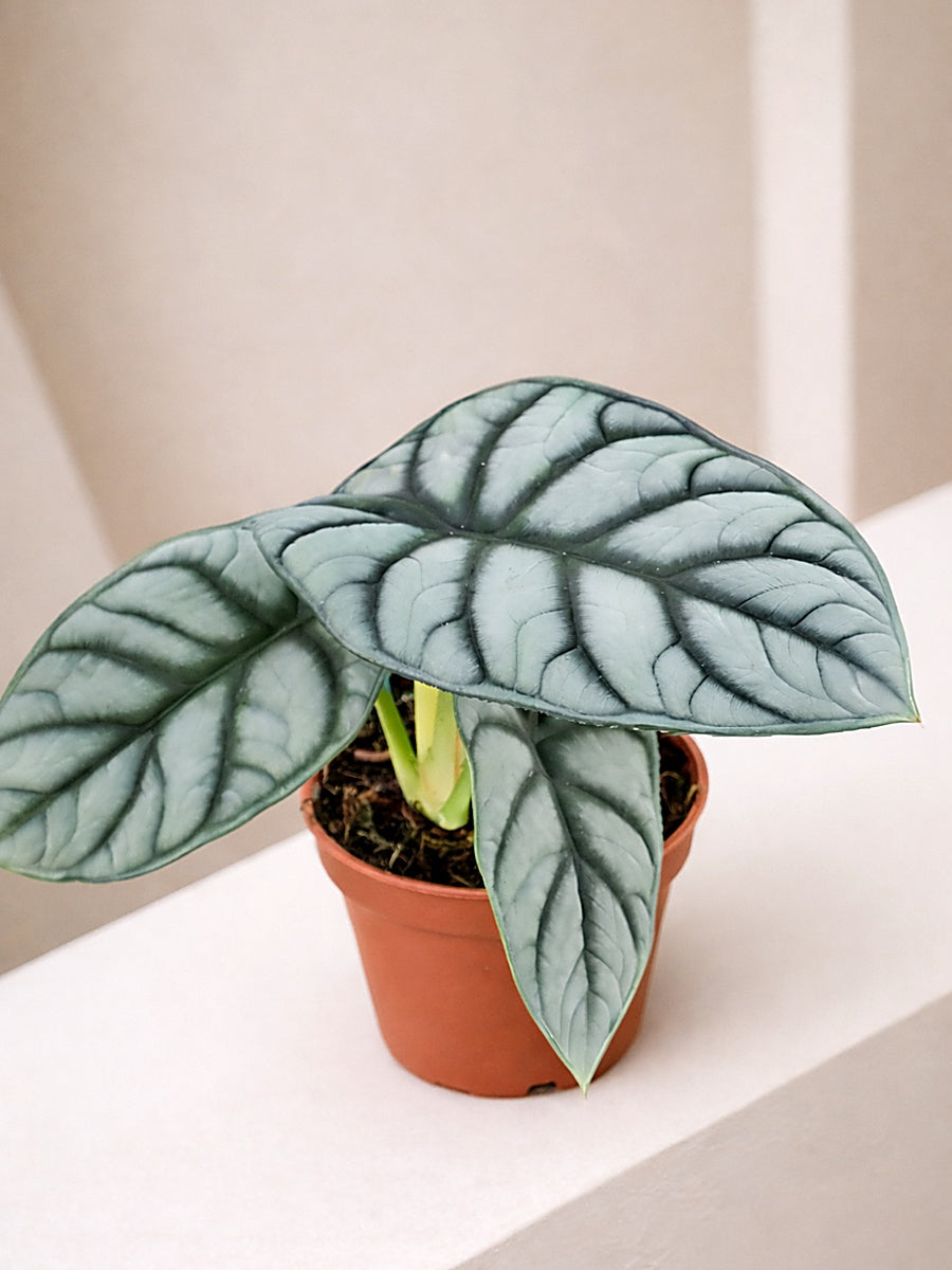 Alocasia Silver Dragon