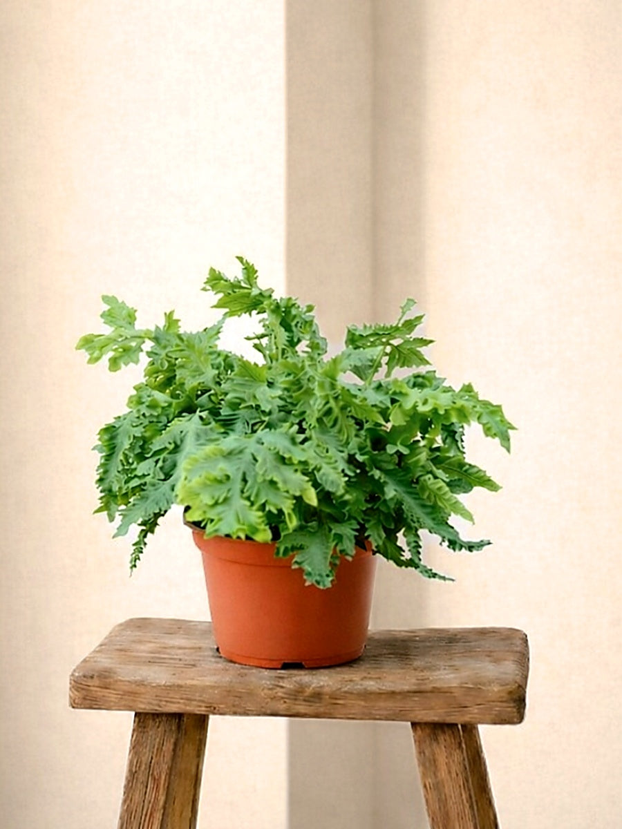 Davana Blue Star Fern