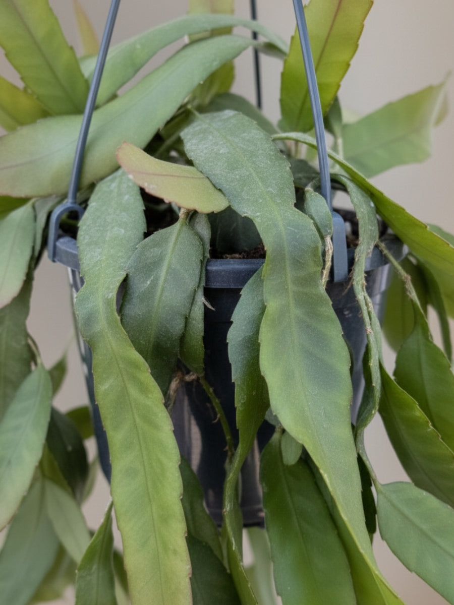 Lepismium Houlettianum