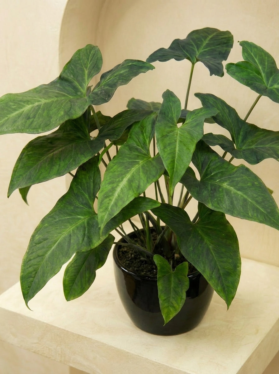 Adelonema Yanamonoense