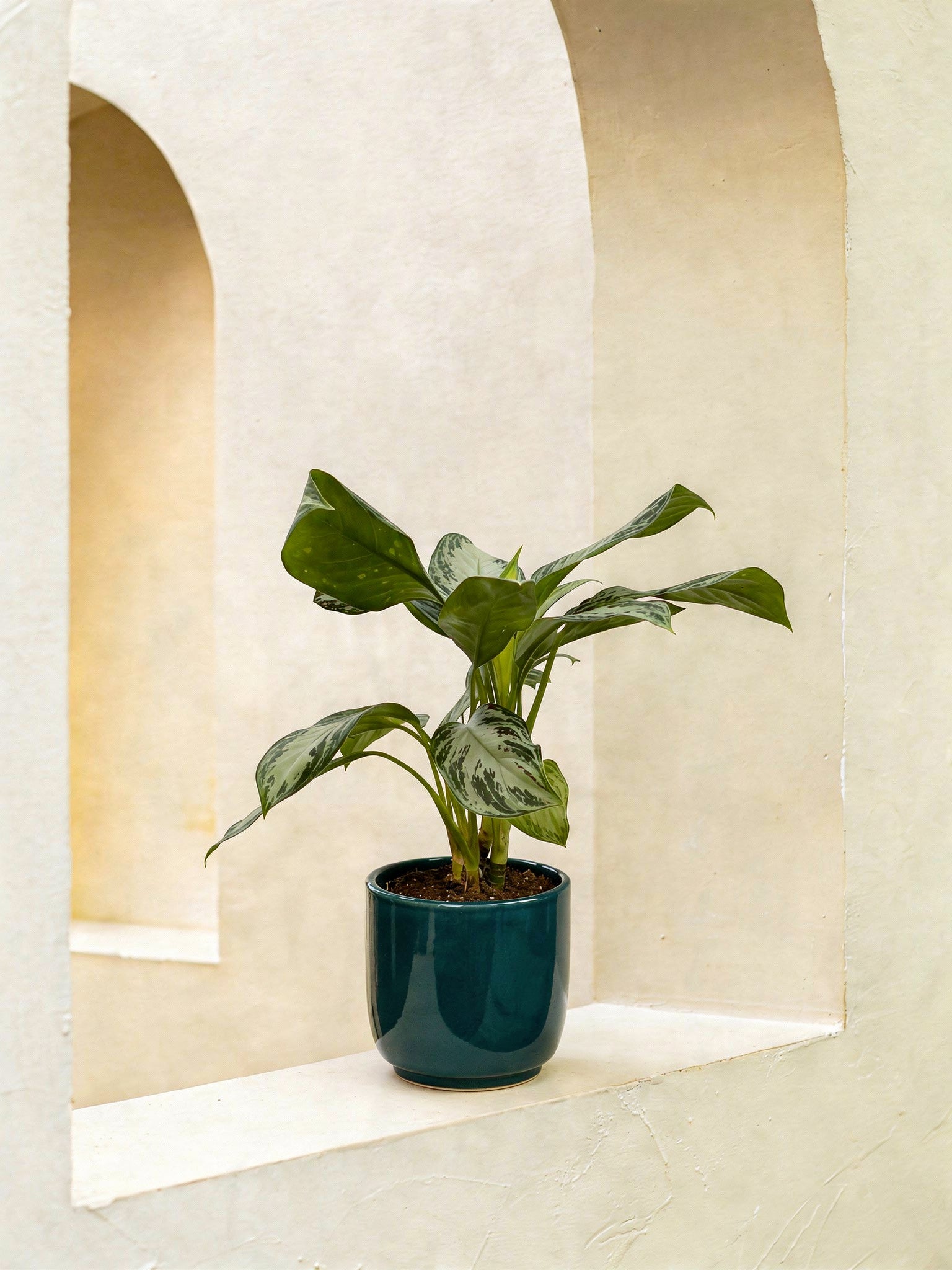 Aglaonema Silver Bay