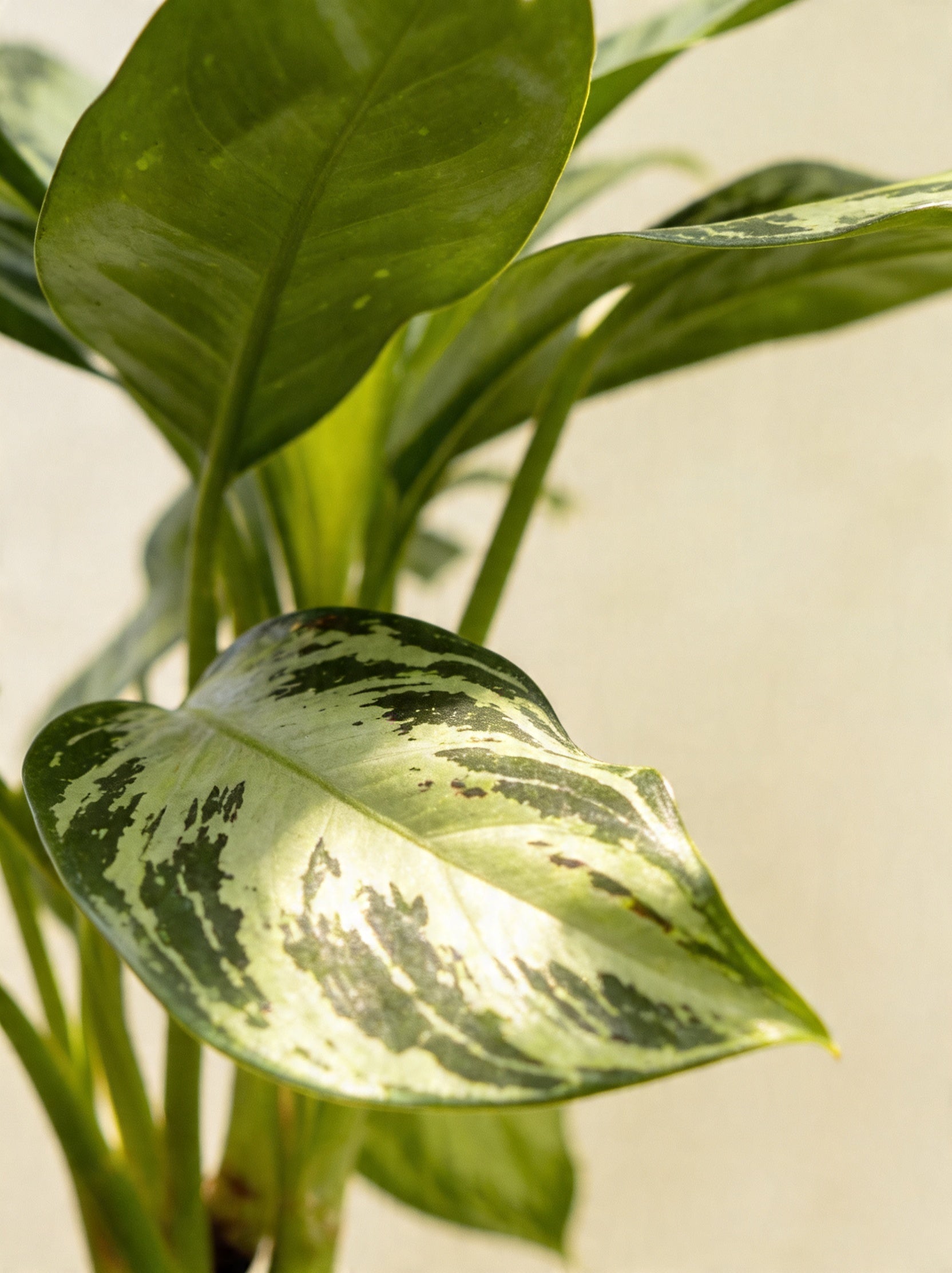 Aglaonema Silver Bay