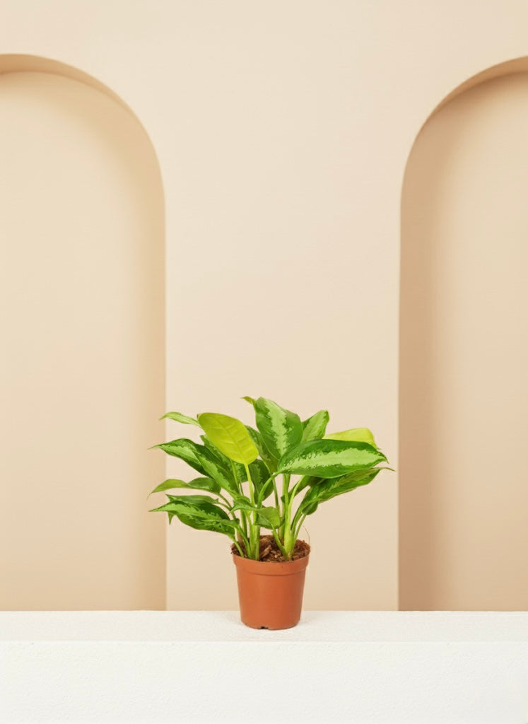 Aglaonema Pattaya Beauty