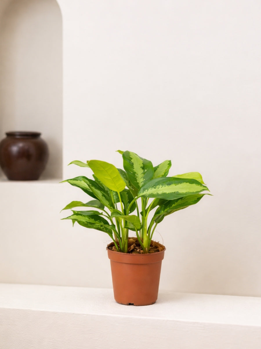 aglaonema pattaya care Aglaonema Pattaya Beauty | Table Top Indoor Plants
