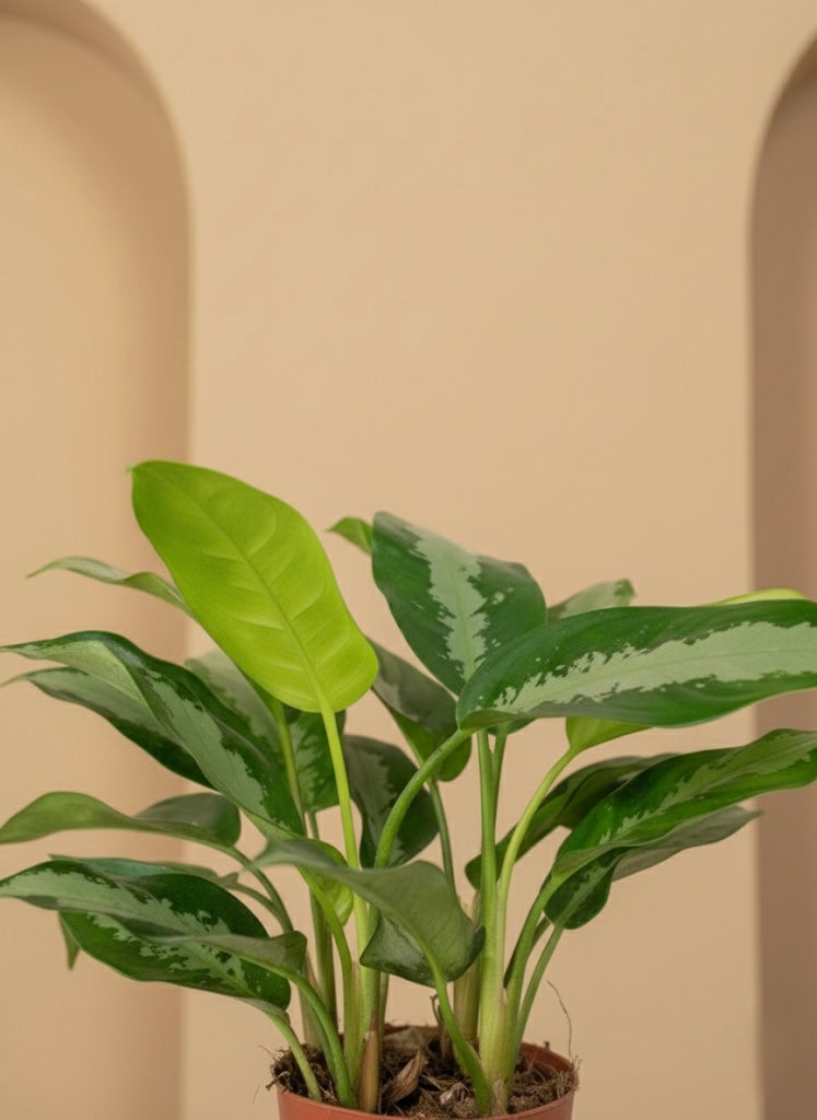 Aglaonema Pattaya Beauty