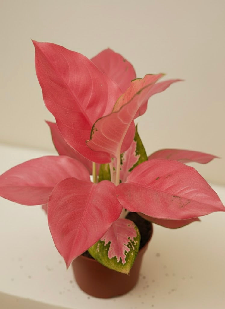 Aglaonema Pink
