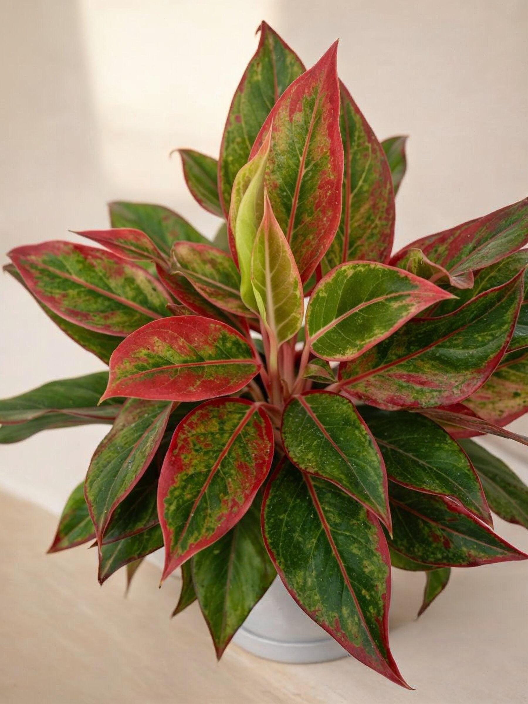Aglaonema Red