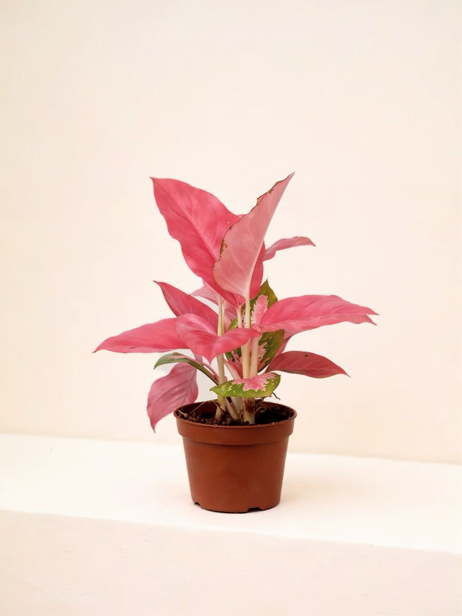 Aglaonema Pink